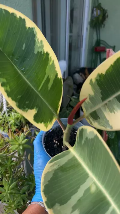 plant/Tineke Ficus “Indian Rubber Variegated”-2-thumbnail