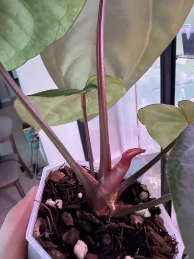 plant/(Stripey Mag x carla.) #4 x (Circus Peanuts x carla.) #2 - understoryoasis-3-thumbnail