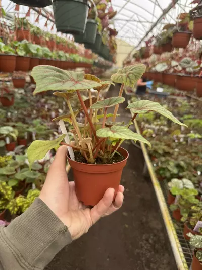 plant/Begonia sericoneura var lindeyana 4” pot growers choice-5-thumbnail