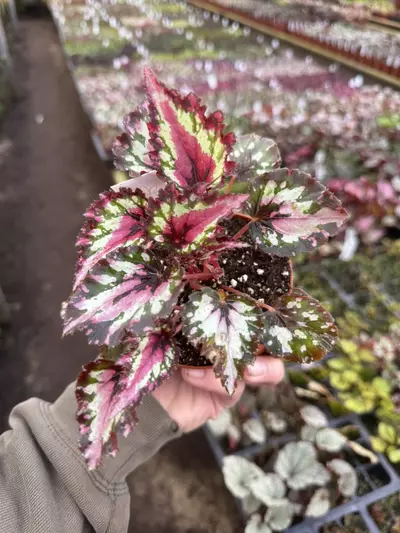plant/Begonia Harmony’s red star 4” pot growers choice-3-thumbnail