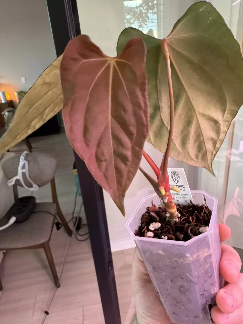 plant/Dark Phoenix x Dorito Port-0