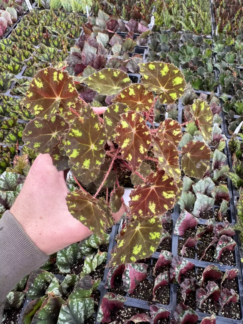 plant/Begonia Kit Kat 4” pot growers choice-1