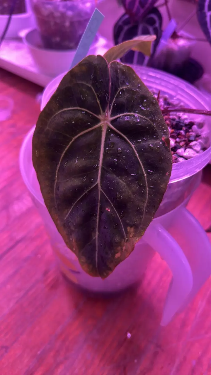 plant/Anthurium Circus peanuts X Carla-1