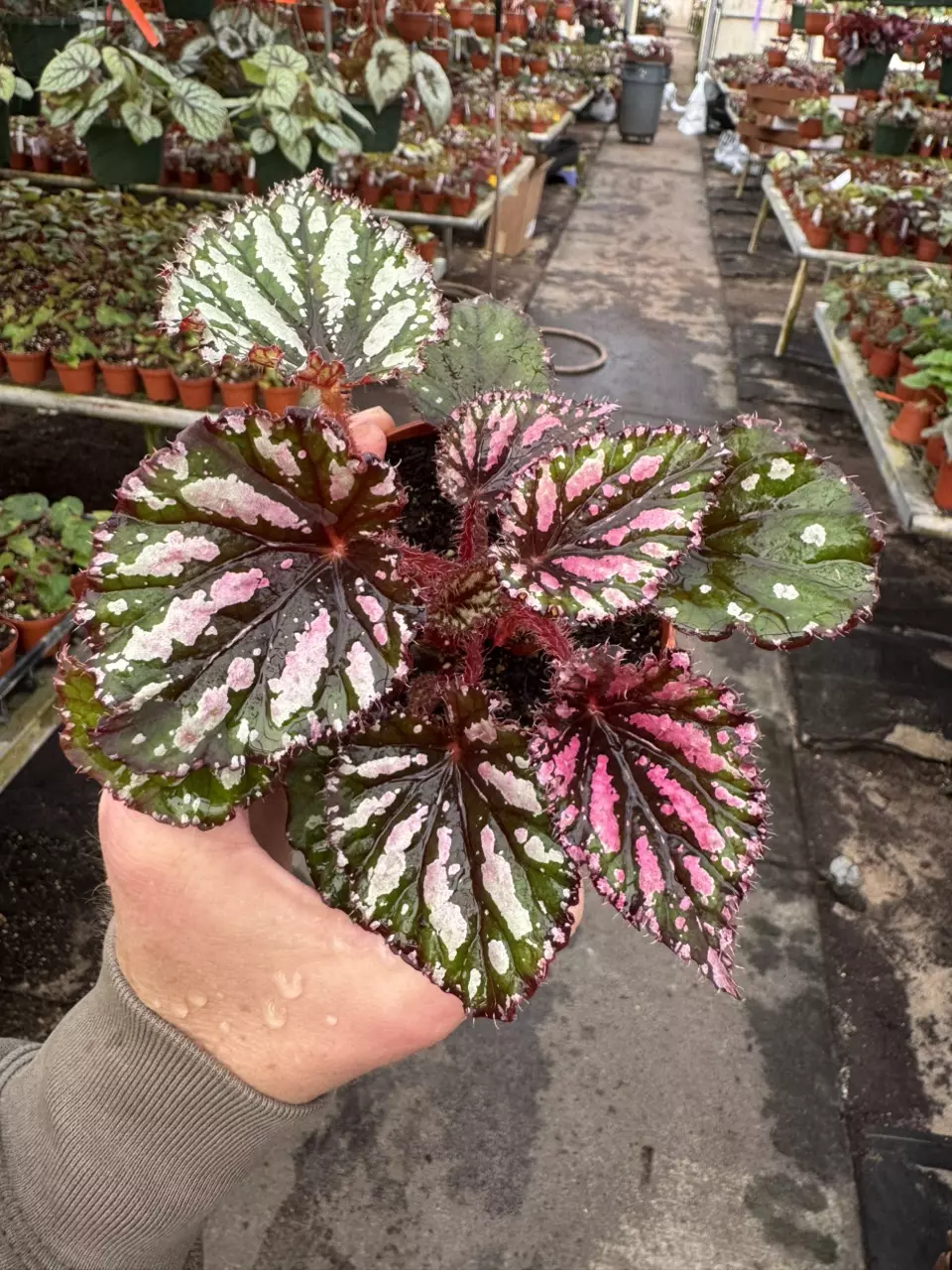 plant/Begonia Lacey clossom 4” pot growers choice-0