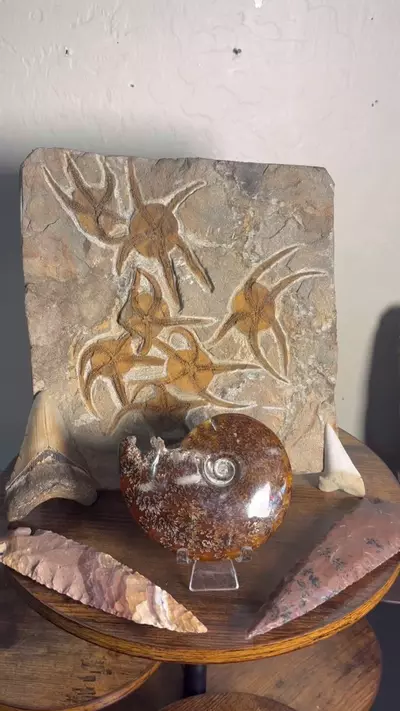 plant/Fossilized Christmas Bundle-0-thumbnail