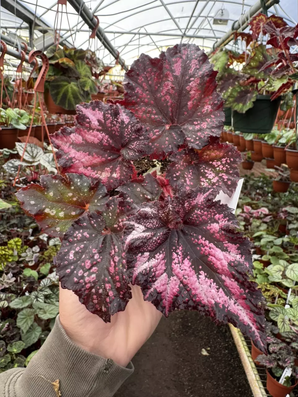 plant/Harmony’s begonia cherry bomb 4” pot growers choice-0