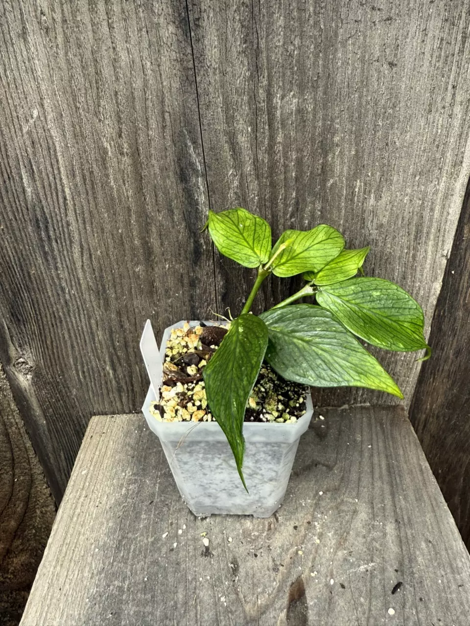 plant/Hoya polyneura-0