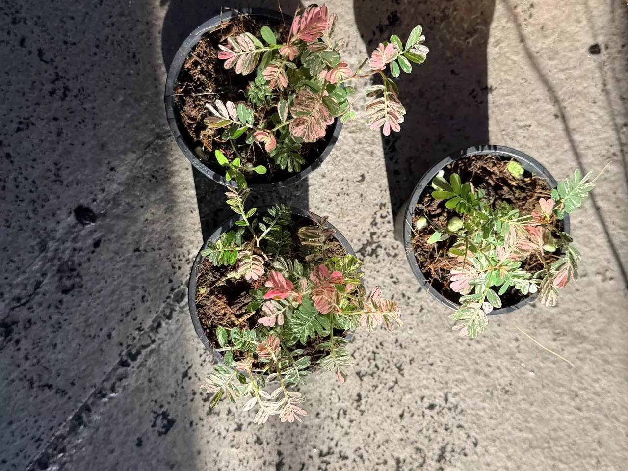 plant/Variegated phyllanthus urinaria pink “sensitive plant”-4