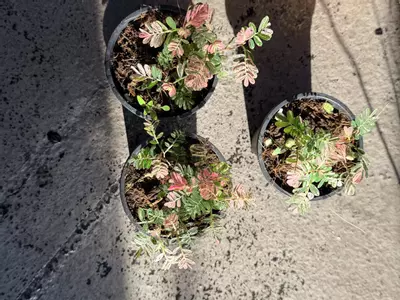 plant/Variegated phyllanthus urinaria pink “sensitive plant”-4-thumbnail