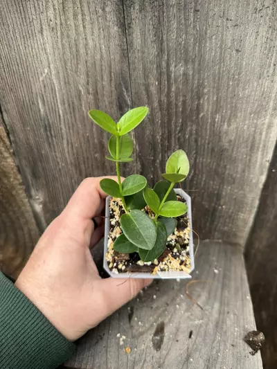 plant/Hoya cumingiana-1-thumbnail