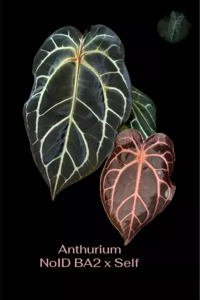 plant/NOID Ba 2 x Self-0-thumbnail