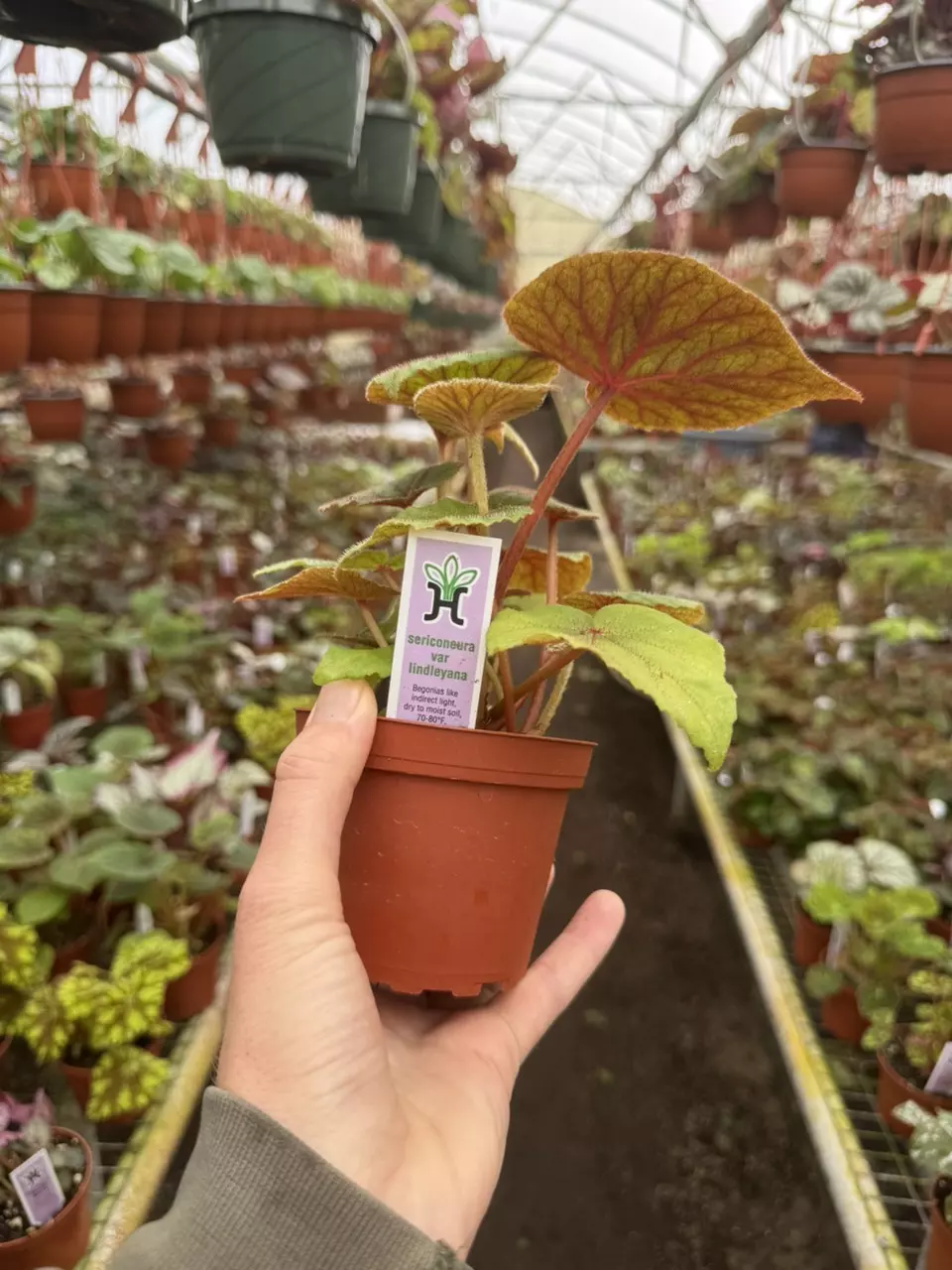 plant/Begonia sericoneura var lindeyana 4” pot growers choice-6