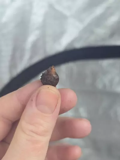 plant/Alocasia Black Satun Pink Bone CORM - Grower's choice-1-thumbnail