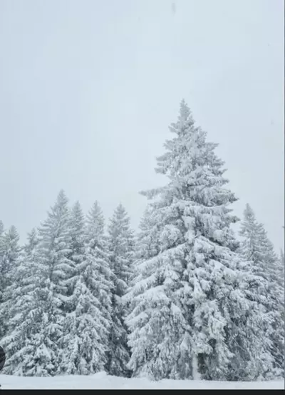 plant/Winter Insulation-0-thumbnail