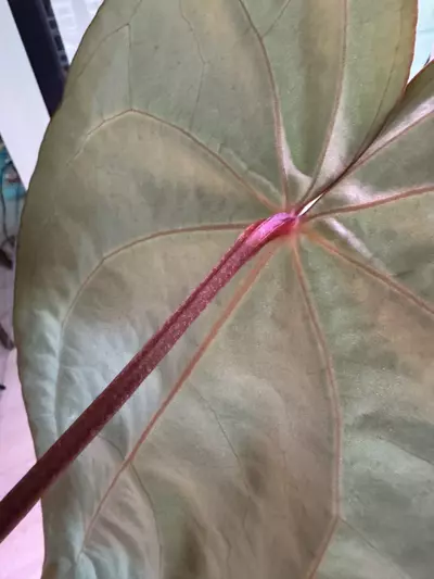 plant/(Stripey Mag x carla.) #4 x (Circus Peanuts x carla.) #2 - understoryoasis-4-thumbnail