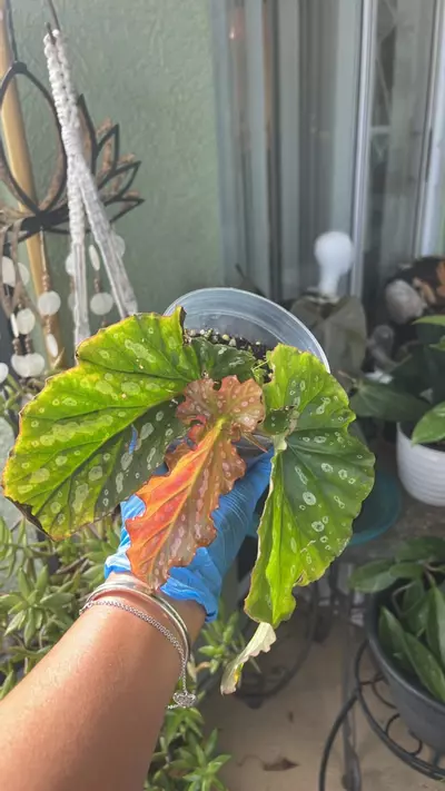plant/Begonias Angel wing-1-thumbnail