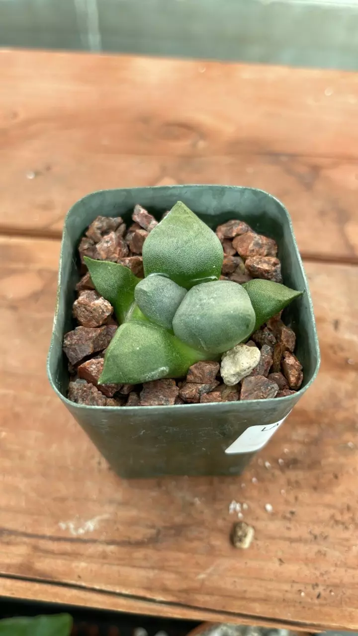 plant/Ps598 ariocarpus lloydii-1