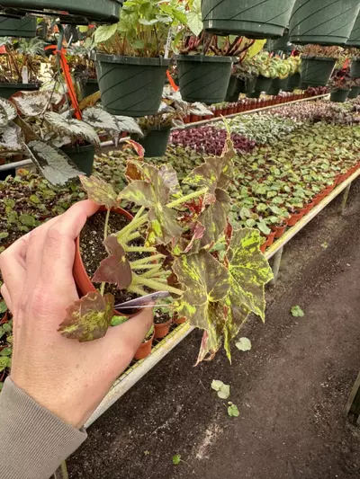 plant/Begonia phoes butterscotch 4” pot growers choice-3-thumbnail