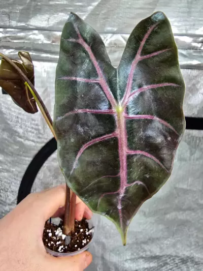 plant/Alocasia Black Satun Pink Bone CORM - Grower's choice-0-thumbnail