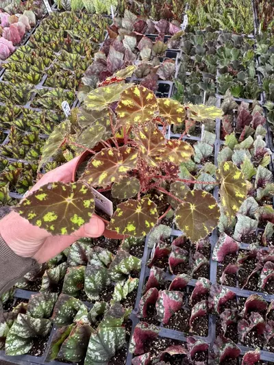 plant/Begonia Kit Kat 4” pot growers choice-4-thumbnail