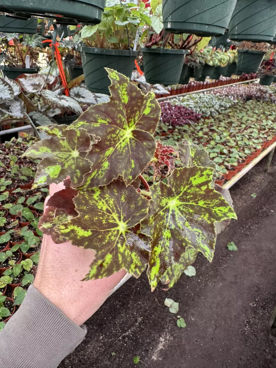 plant/Begonia phoes butterscotch 4” pot growers choice-1