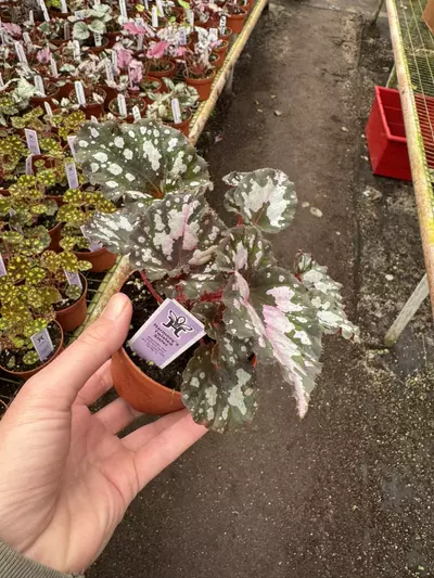 plant/Begonia Harmony’s twisted sister 4” pot growers choice-3-thumbnail