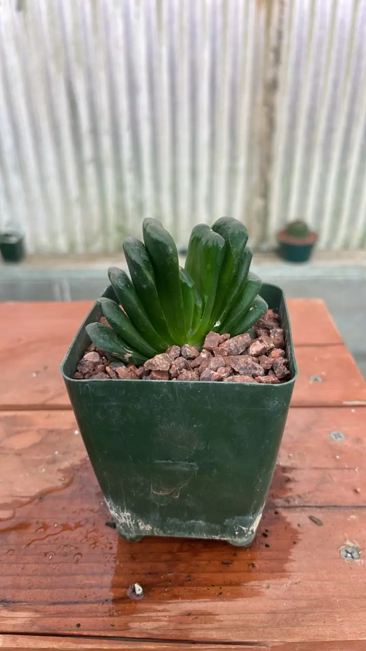 plant/Ps522 Haworthia truncata ‘lime green’-1