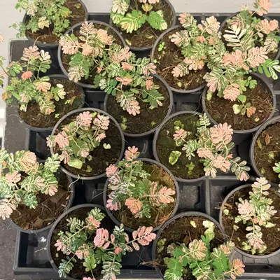 plant/Variegated phyllanthus urinaria pink “sensitive plant”-2-thumbnail