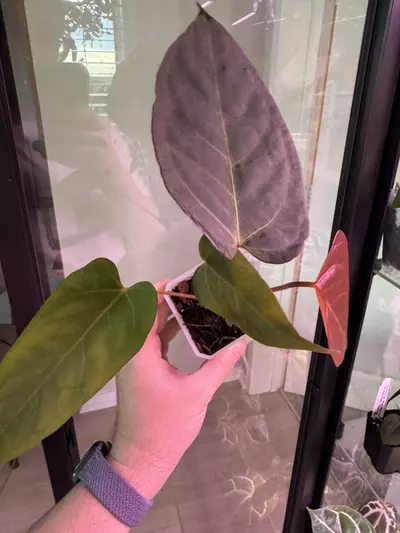 plant/Leland Miyano x Delta Dawn-3-thumbnail