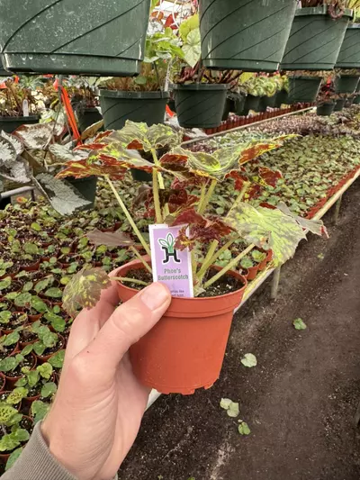 plant/Begonia phoes butterscotch 4” pot growers choice-6-thumbnail