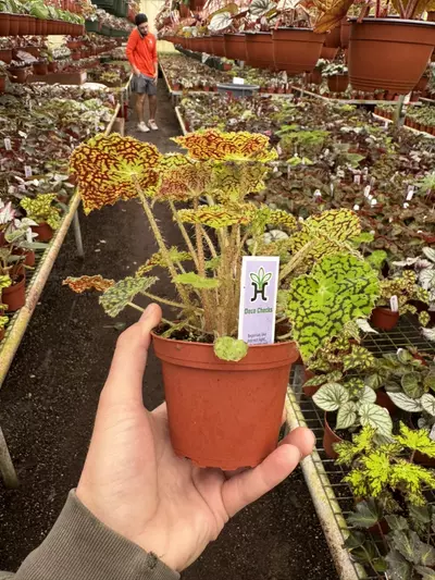 plant/Begonia deco checks 4” pot growers choice-6-thumbnail