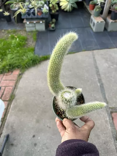 plant/Monkey tail cactus in 4 inch pots-2-thumbnail
