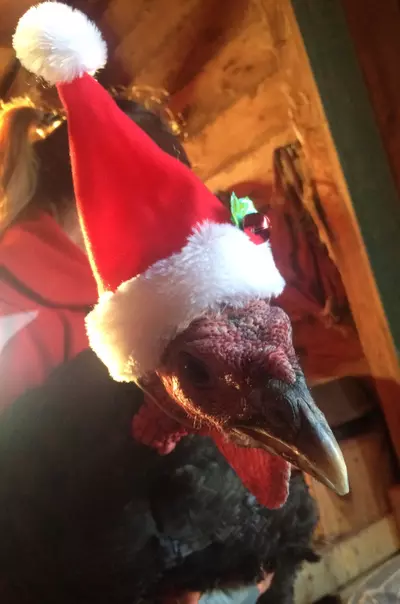 plant/Holidays Hoya Hook Up Bundle-1-thumbnail