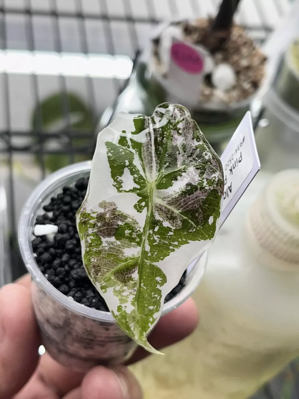 plant/Alocasia Ponk Polly Snow-0