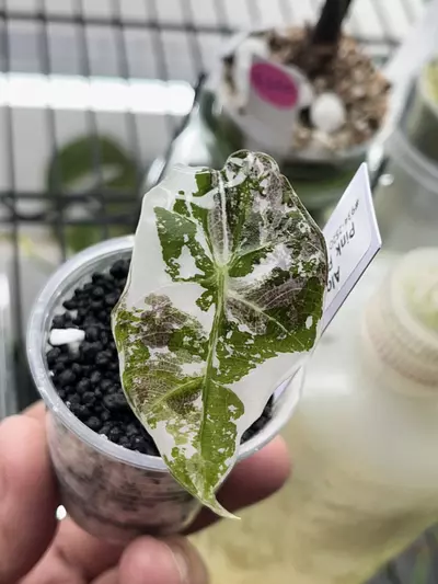 plant/Alocasia Ponk Polly Snow-0-thumbnail