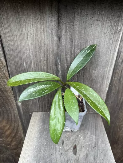 plant/Hoya carnosa ‘Stardust’-0-thumbnail