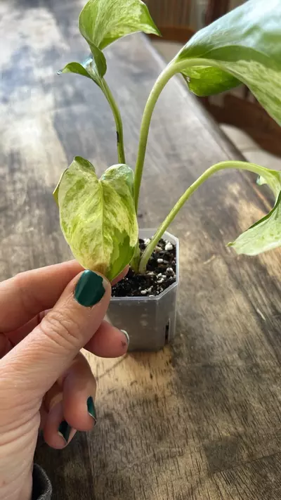 plant/#100 Manjula Pothos-3-thumbnail