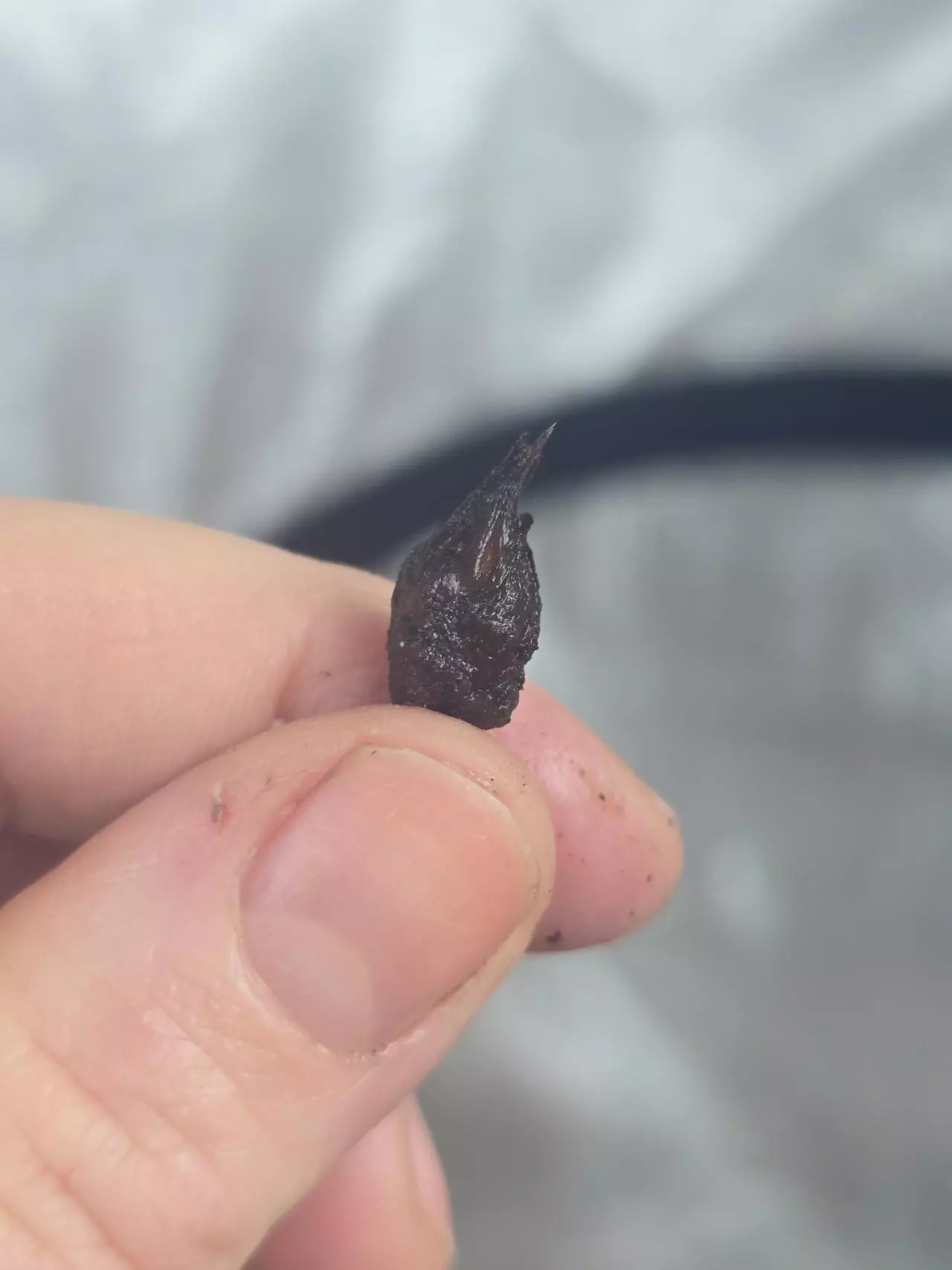 plant/Alocasia Black Satun Pink Bone CORM - Grower's choice-2