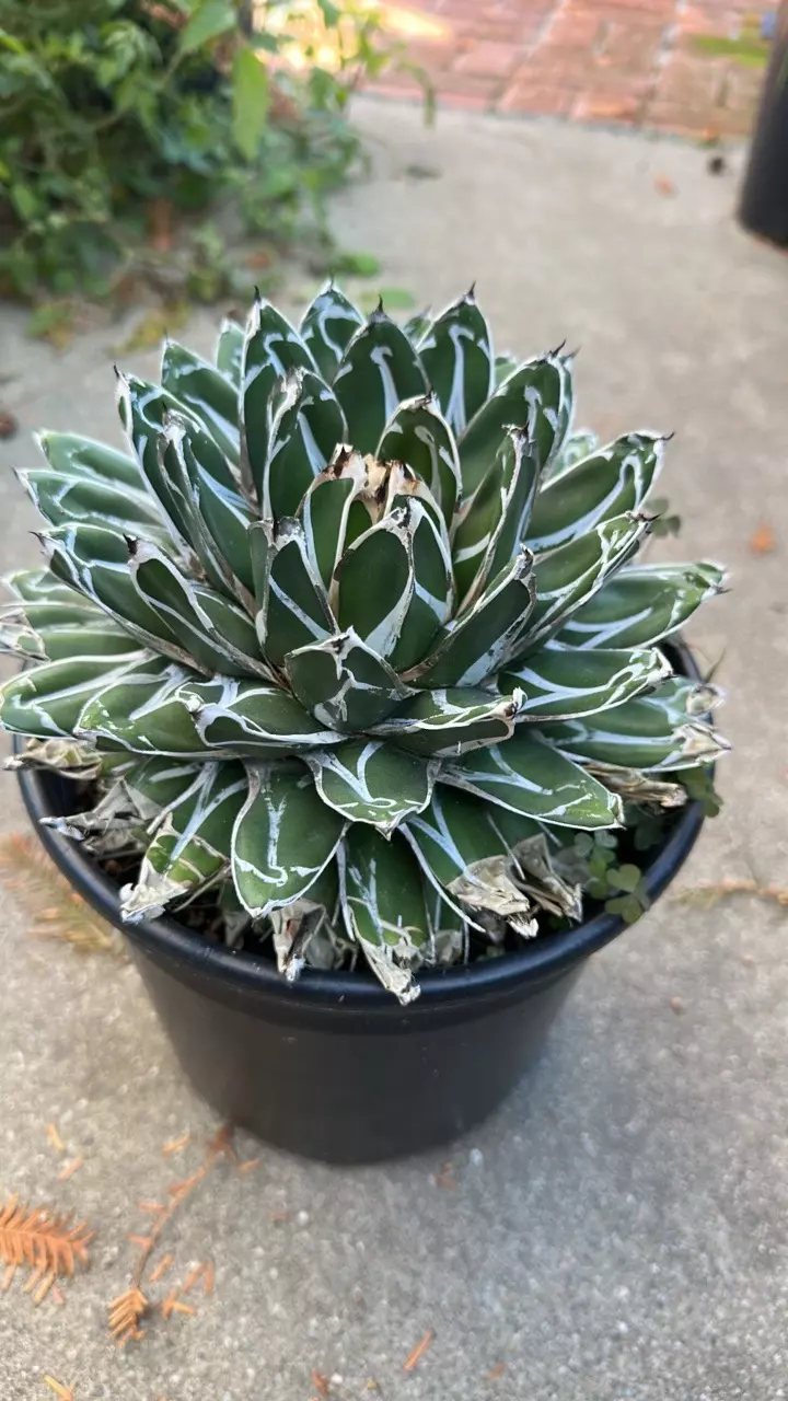 plant/Agave Victoria Regina-1