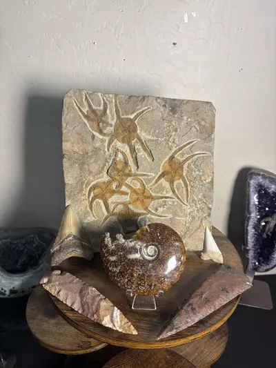 plant/Fossilized Christmas Bundle-1-thumbnail