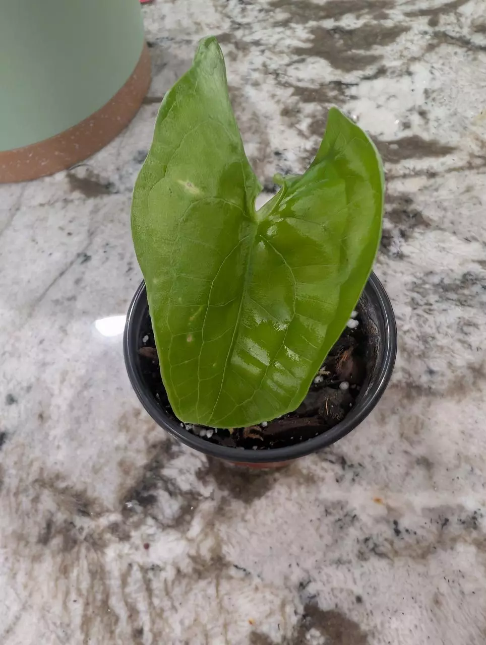 plant/Stylochaeton Bogneri plant #2-0