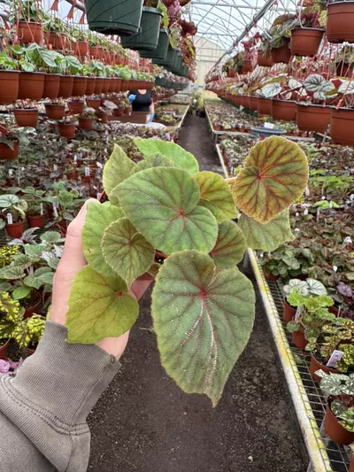 plant/Begonia sericoneura var lindeyana 4” pot growers choice-2-thumbnail