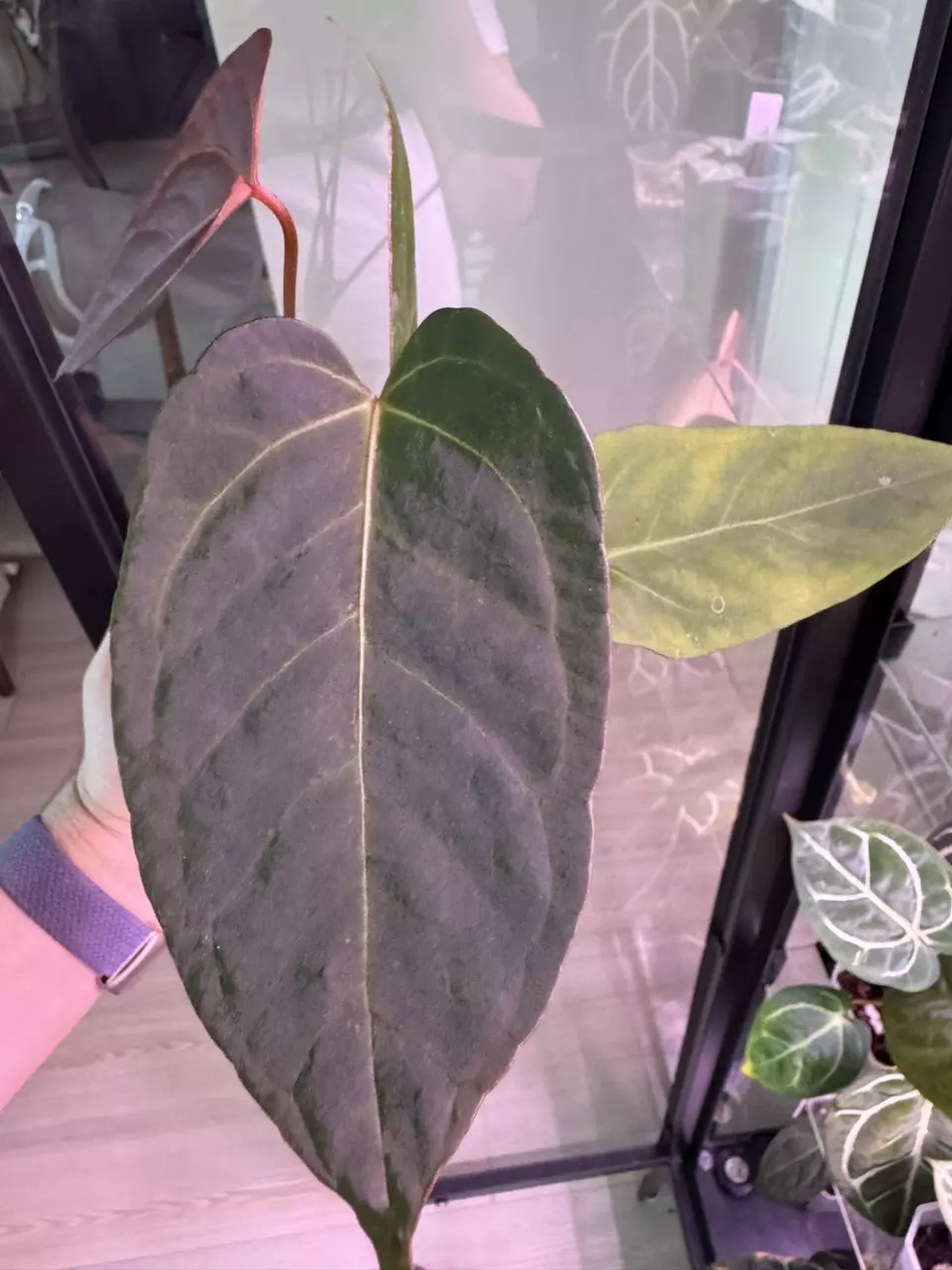 plant/Leland Miyano x Delta Dawn-1