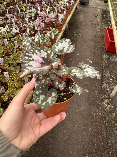 plant/Begonia Harmony’s twisted sister 4” pot growers choice-4-thumbnail