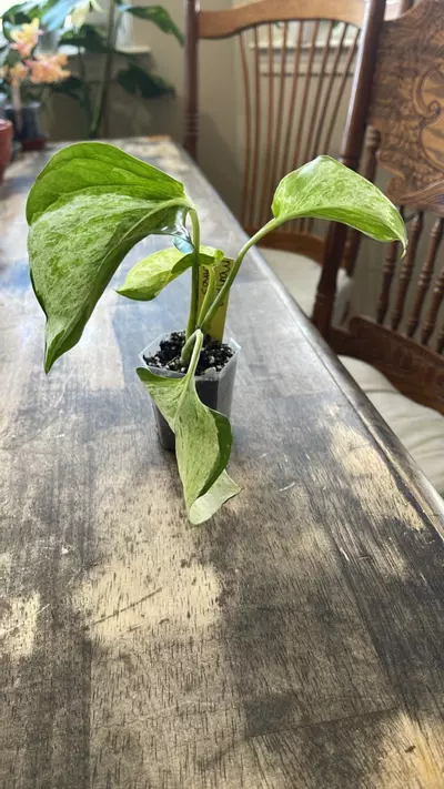 plant/#100 Manjula Pothos-0-thumbnail