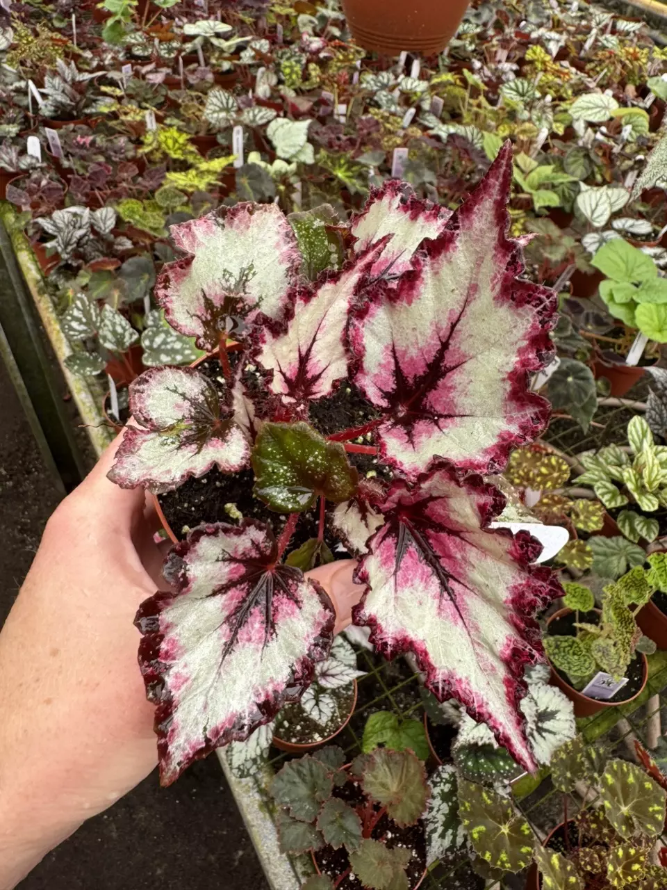 plant/Begonia Harmony’s flame song 4” pot growers choice-0