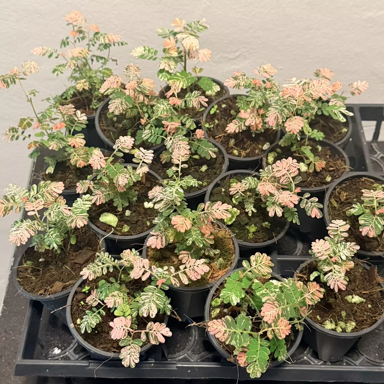 plant/Variegated phyllanthus urinaria pink “sensitive plant”-1