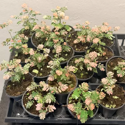 plant/Variegated phyllanthus urinaria pink “sensitive plant”-1-thumbnail