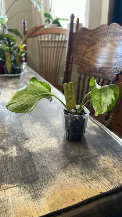 plant/#99 Manjula Pothos-2-thumbnail