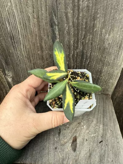 plant/Hoya ds-70 variegated-1-thumbnail
